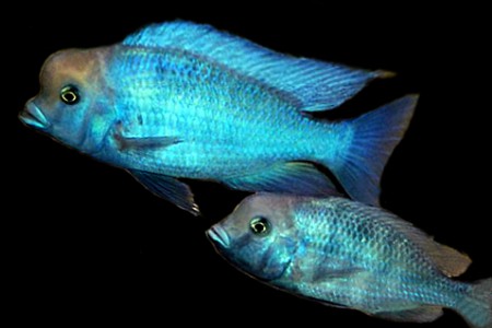  Голубий дельфин, Циртокара Мури (Cyrtocara moorii)